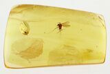 Detailed Fossil True Midge (Chironomidae) in Baltic Amber #300646-1